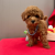 Toy poodle muhteşem yavrularımız